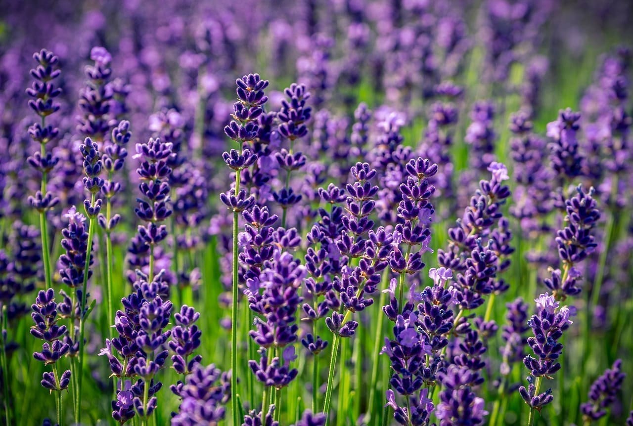 Aroma de Lavanda, calmante del sistema nervioso, promueve el sueño y equilibra emociones.