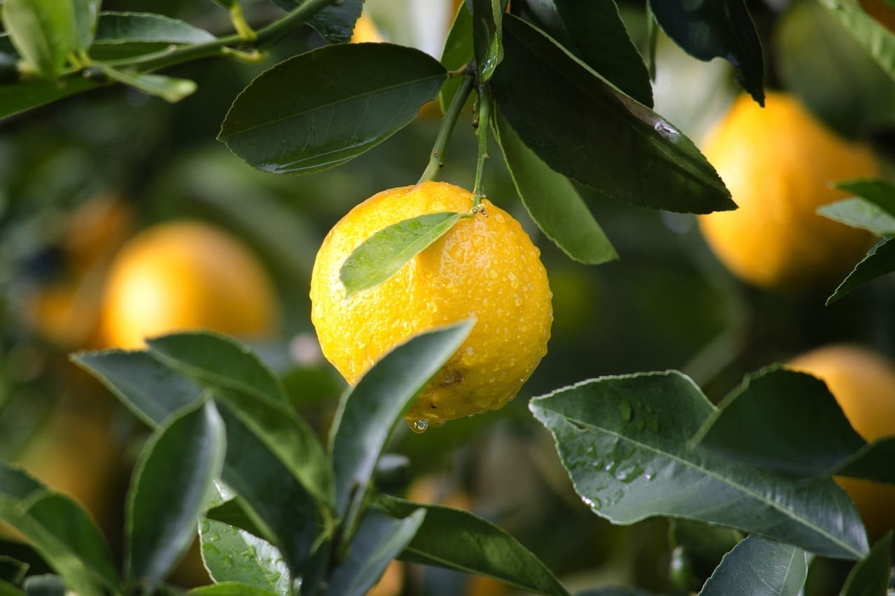 L’aromathérapie, arôme Citron, renforce le système immunitaire et est énergisante.