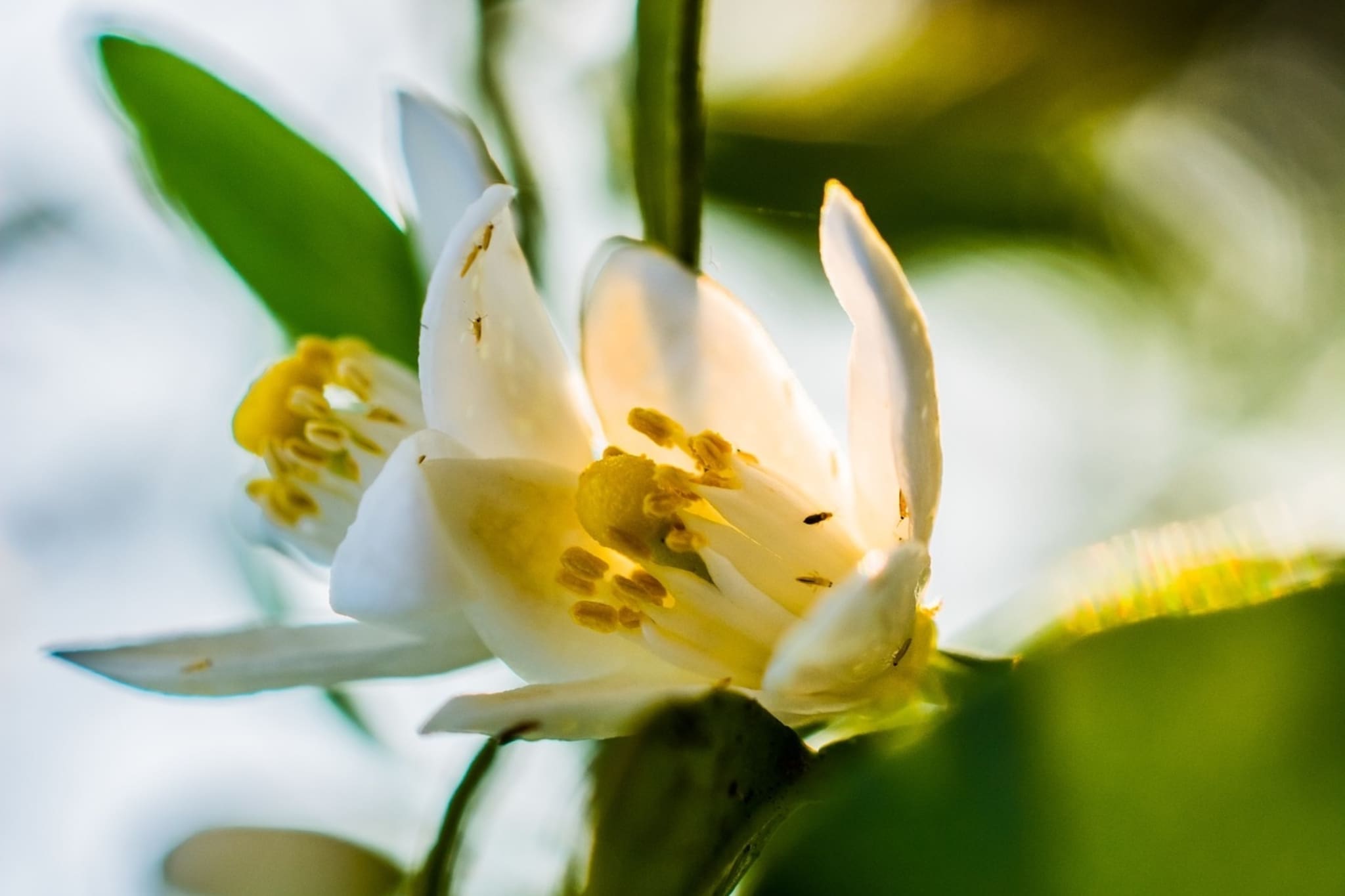 Aroma de Azahar, o flor de naranjo amargo, antidepresivo y promueve el sueño reparador.