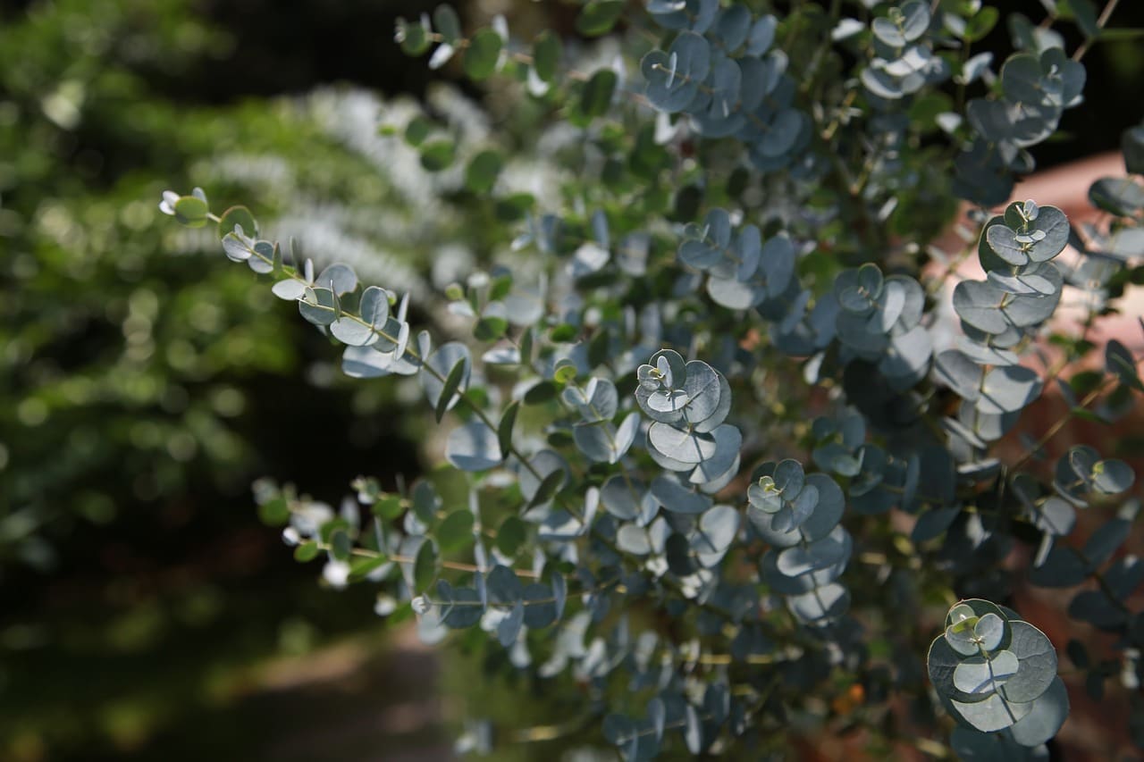Aromathérapie, arôme d’eucalyptus