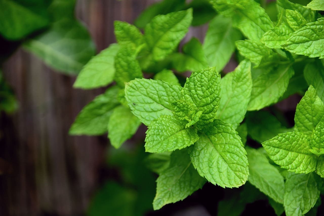 Aromathérapie, Arôme Menthe, Soulage la douleur et aide à améliorer les problèmes digestifs