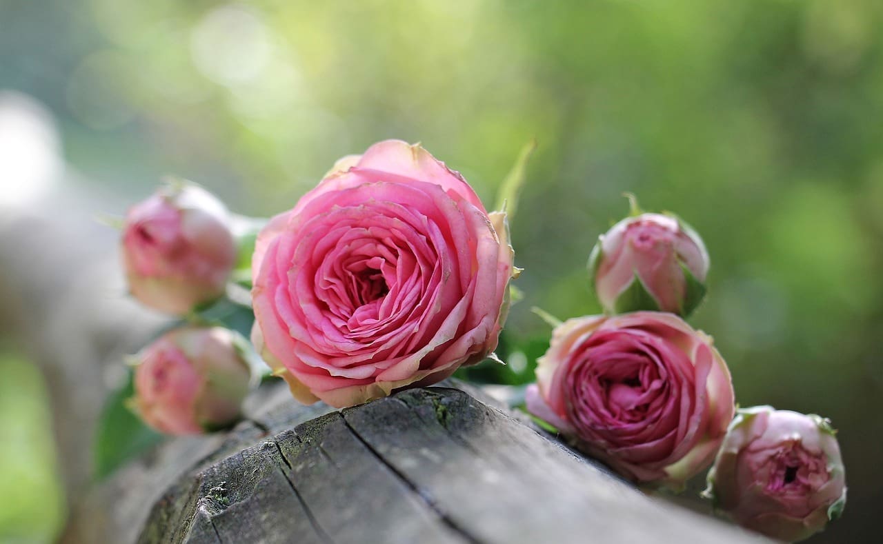 Aromathérapie, arôme de rose, son huile essentielle est un bon antidépresseur et harmonisateur émotionnel