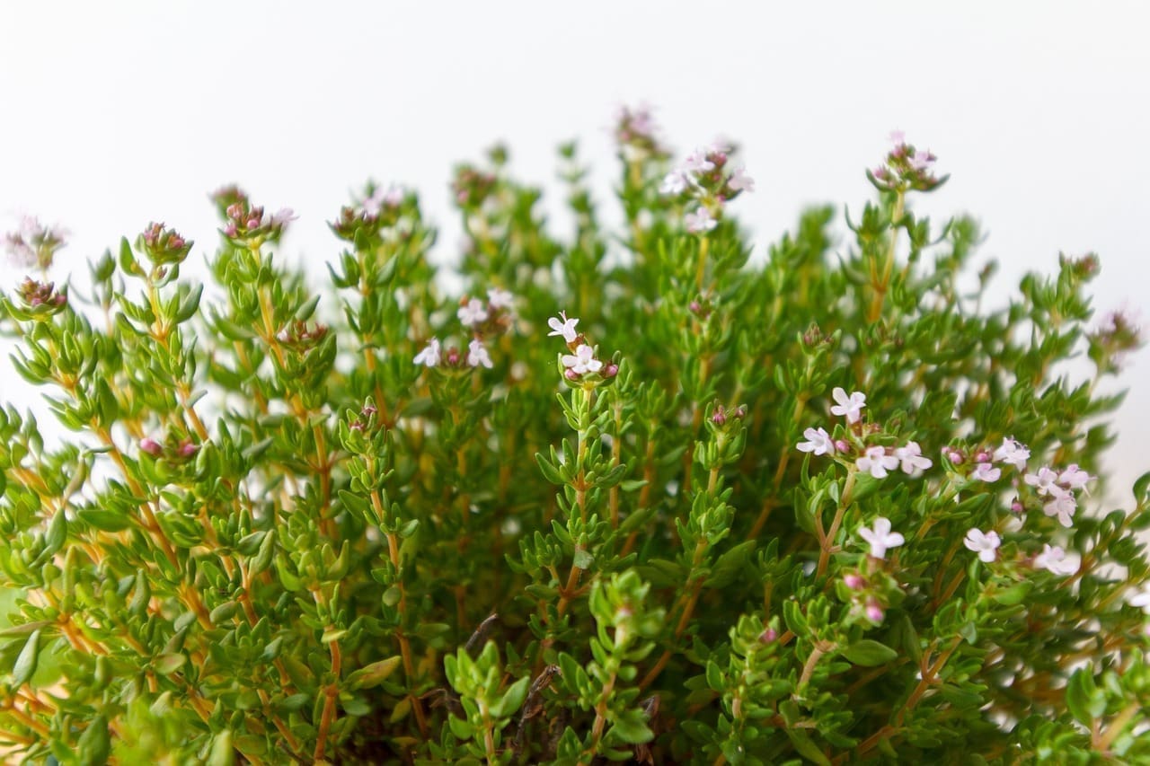 Aromathérapie, thym, un antimicrobien relaxant et doux très présent dans les arômes Inbeca.