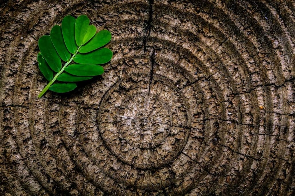 Certificado sostenibilidad PEFC, materiales nobles